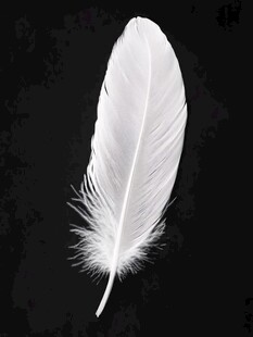 洁白羽毛在黑色背景下