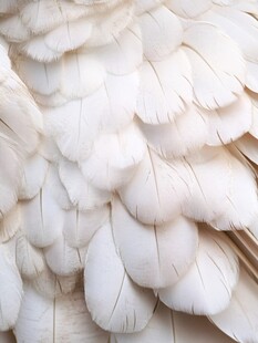 纯白羽翼细节特写