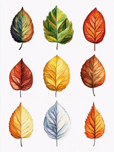 多彩水彩树叶插画集合