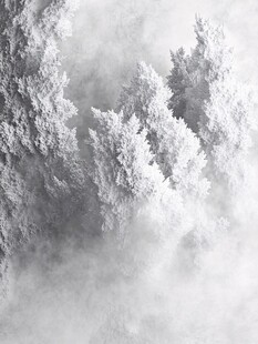 雾中雪松林的静谧之美