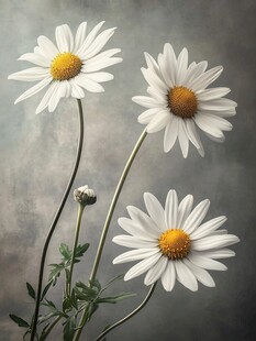 三朵清新雏菊绽放瞬间