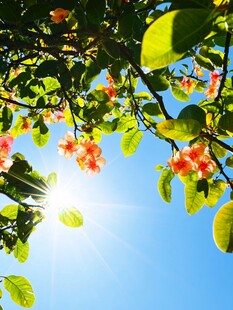 阳光下繁花绿叶映蓝天