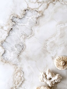 大理石上的精致海贝壳