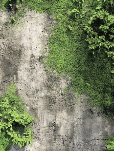 爬满绿藤的斑驳旧墙面