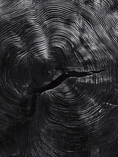 树桩年轮纹理特写