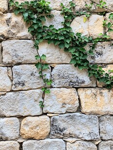 石墙上攀爬的翠绿藤蔓
