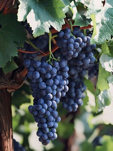 饱满紫葡萄挂于藤间