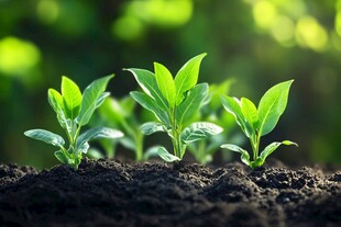 嫩绿幼苗破土生长