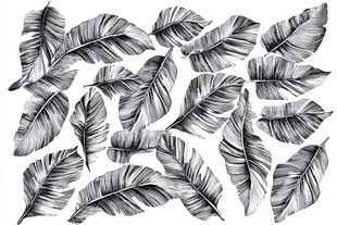 黑白芭蕉叶插画素材