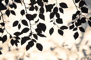 树叶剪影 光影下的自然美