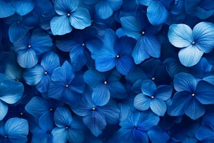 蓝色绣球花的梦幻花海