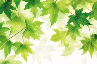 清新绿叶背景图