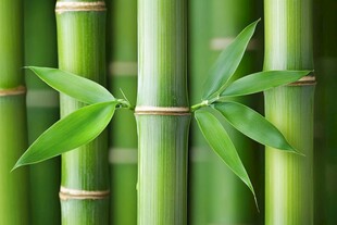 翠绿竹子与鲜嫩竹叶特写