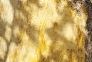 阳光透过树叶洒下的光影