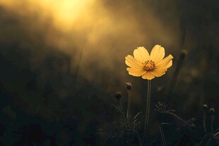夕阳下的独绽黄色小花