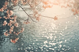 春日湖畔樱花绽放美景