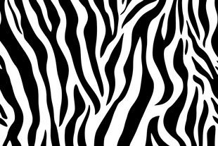 斑马纹图案 黑白经典纹理
