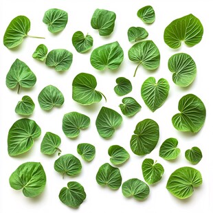 翠绿心形叶片的清新排列