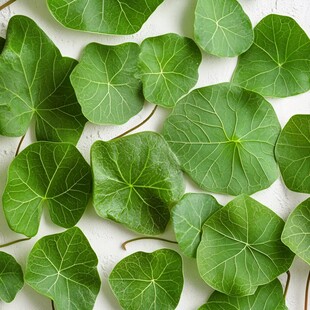 翠绿铜钱草叶片特写