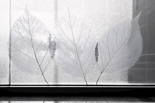 窗上叶脉 自然与光影之美