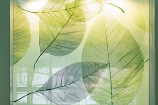 透光绿叶窗贴装饰效果佳