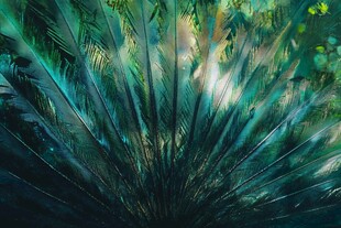 梦幻翠绿植物光影美景