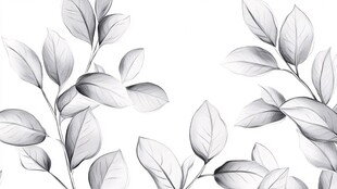 黑白树叶插画