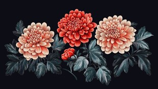 三朵绚丽菊花与绿叶
