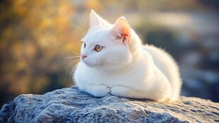 阳光下的优雅白猫