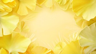 金黄花瓣环绕的温暖画面