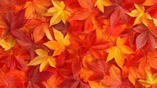 秋日斑斓枫叶美景