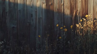 夕阳下木墙边的烂漫小花