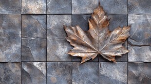 石板上的古铜色枫叶