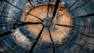 树桩横截面纹理特写