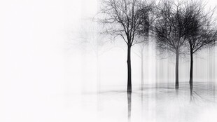 黑白枯树倒影艺术画面