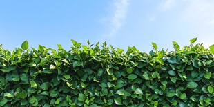 翠绿植物墙与蔚蓝天空