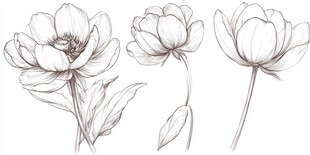 手绘简约风三朵花卉图案