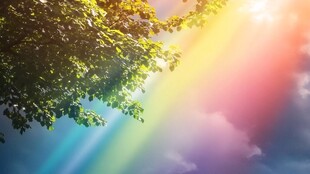 阳光透过树叶的绚丽景象