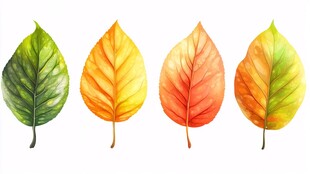 水彩绘四季斑斓树叶