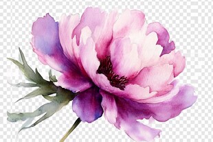 水彩绘就的娇艳粉色牡丹花