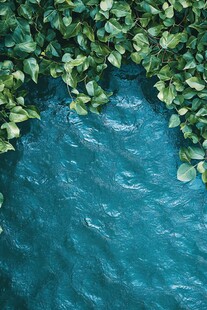 绿叶环绕的幽蓝水面