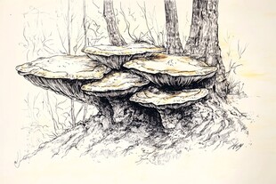 森林中堆叠的奇特蘑菇