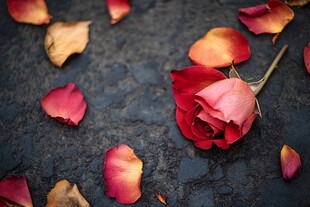 枯萎玫瑰与散落花瓣
