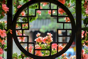 中式花窗映繁花