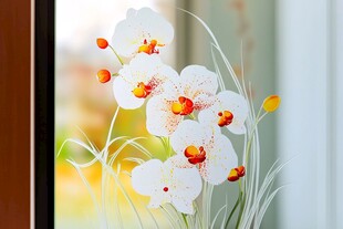 窗前绽放的优雅白色兰花