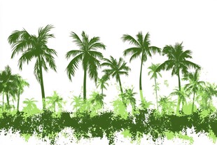 翠绿椰林 清新自然景观