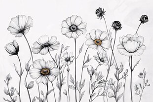黑白花卉手绘插画