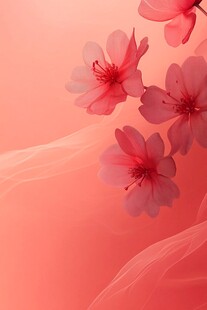 粉色梦幻樱花绽放