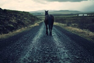 孤马独行于旷野之路