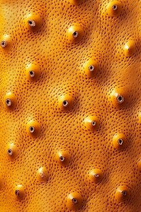 橙黄色带孔纹理的奇异表面